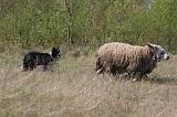 BORDER COLLIE - MOUTONS 078